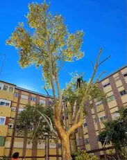 Tala y poda en altura Talas y podas Árboles