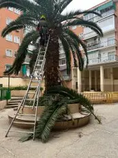 Tala y poda en altura Talas y podas Árboles