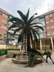 Tala y poda en altura Talas y podas Árboles