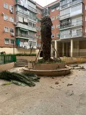 Tala y poda en altura Talas y podas Árboles