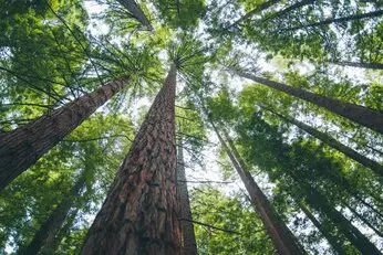 Tala y poda en altura Talas y podas Árboles