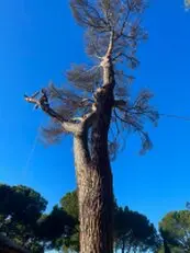 Tala y poda en altura Talas y podas Árboles